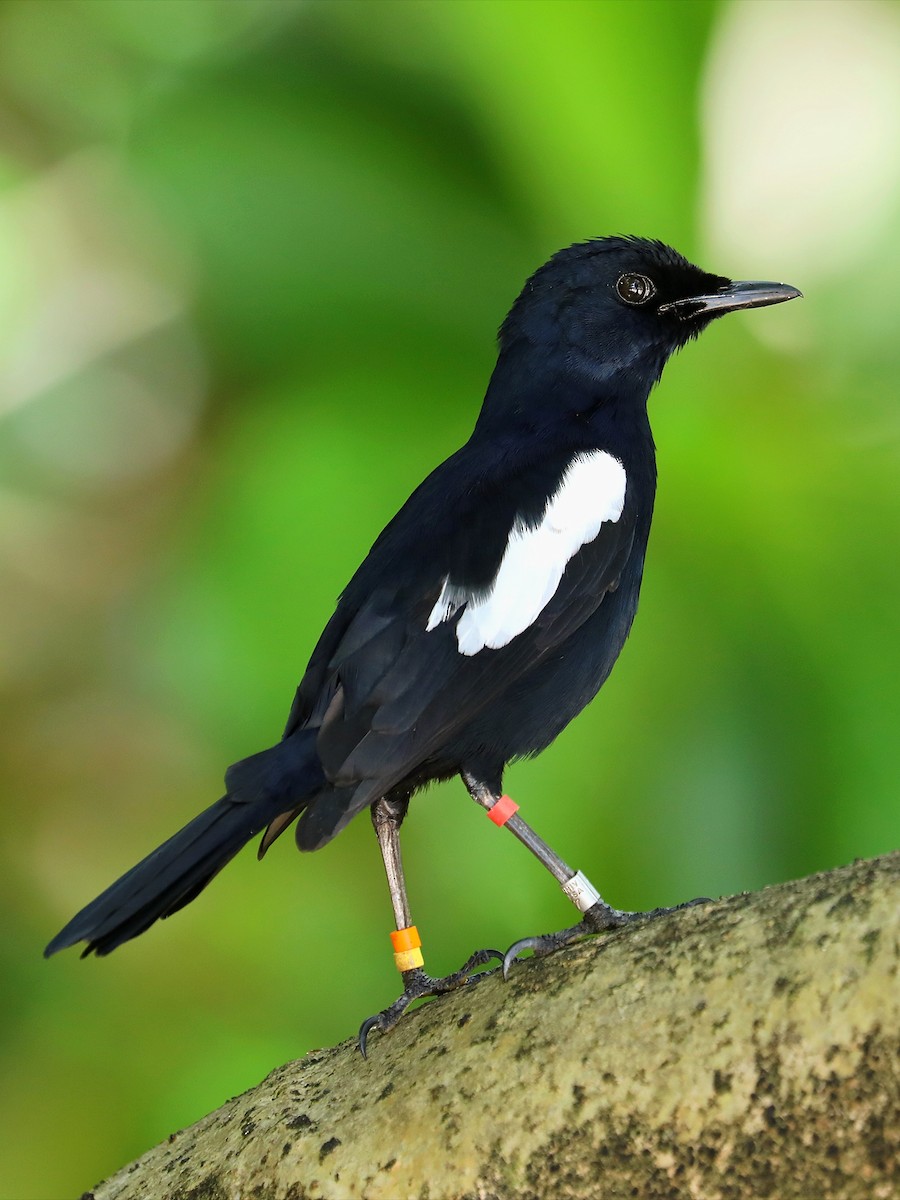 Seychelles Magpie-Robin - ML623029439