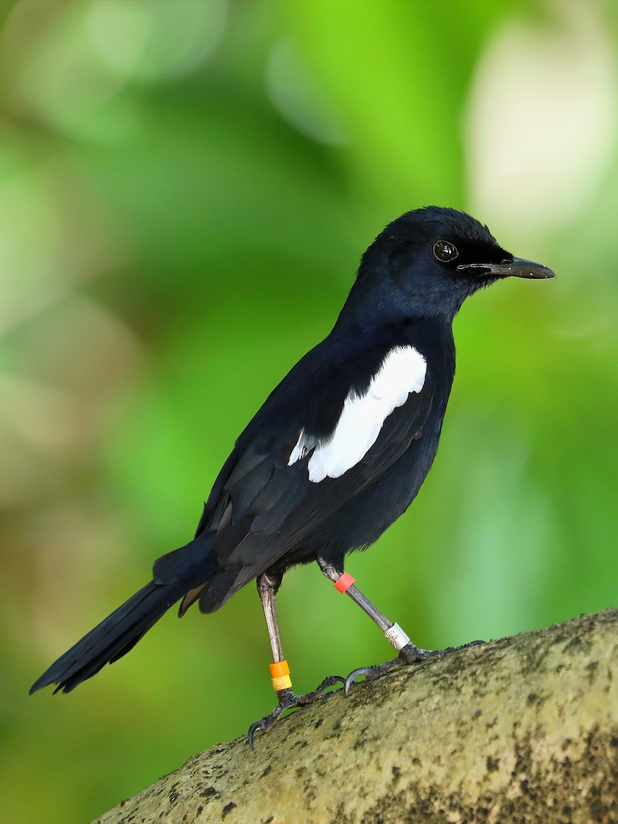 Seychelles Magpie-Robin - Matthias Alberti