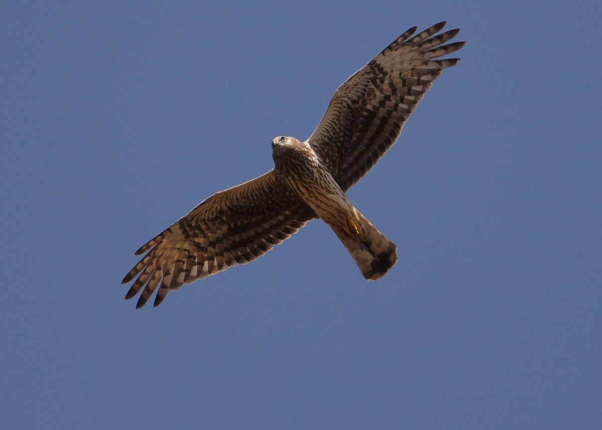 Aguilucho Pálido - ML623029538