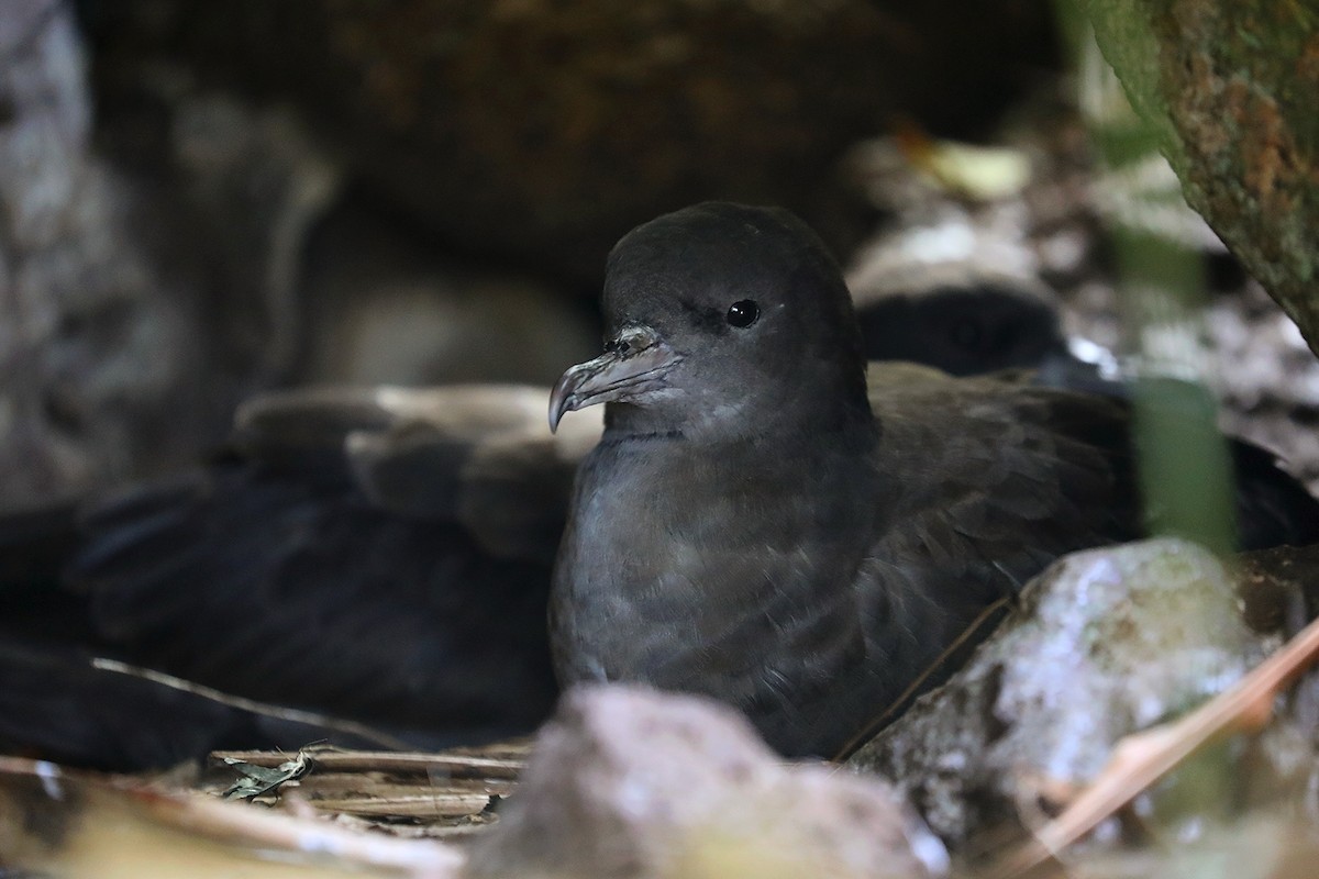 Wedge-tailed Shearwater - Matthias Alberti