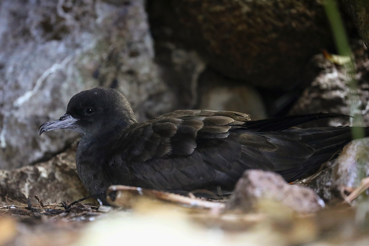 Wedge-tailed Shearwater - Matthias Alberti