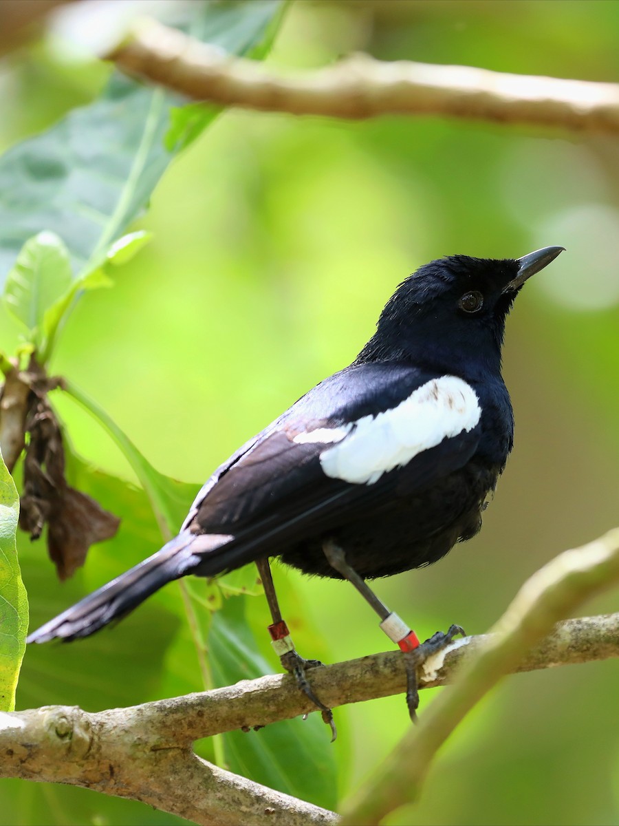 Seychelles Magpie-Robin - ML623029570