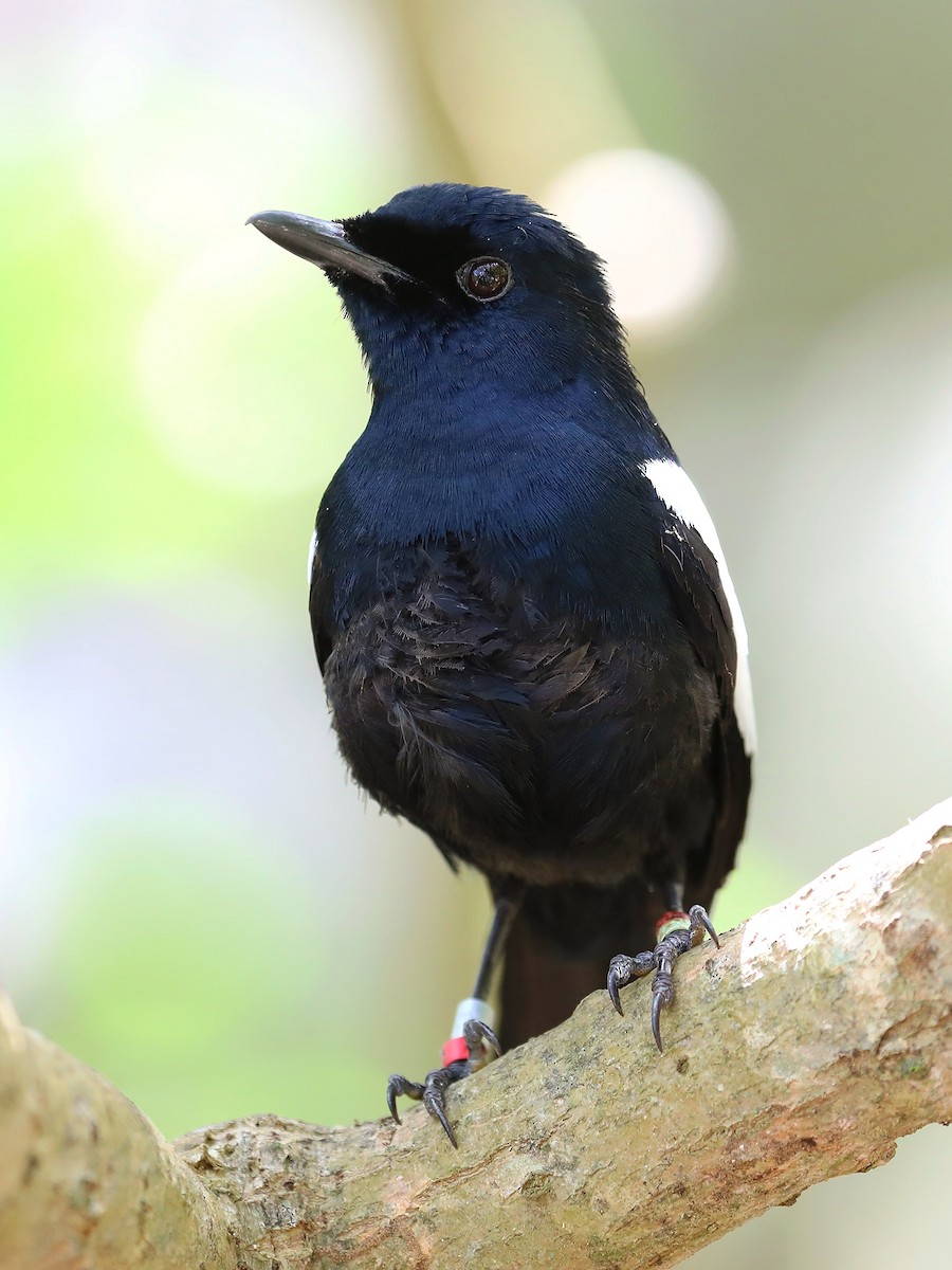 Seychelles Magpie-Robin - ML623029571