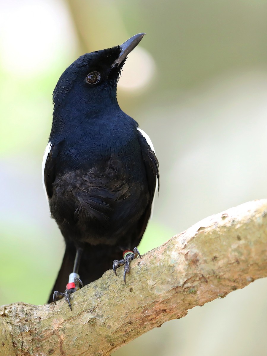 Seychelles Magpie-Robin - ML623029572