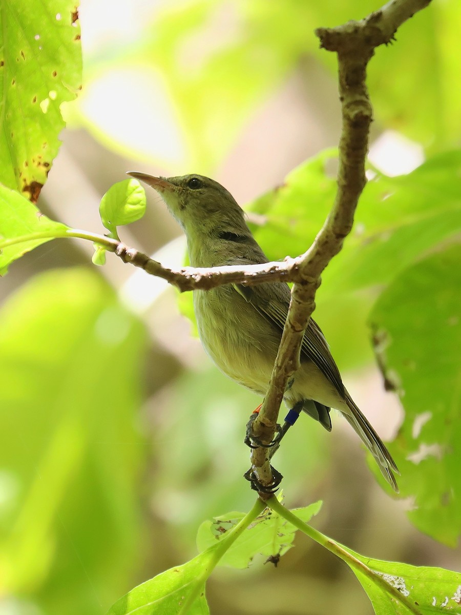 Seychelles Warbler - ML623029584