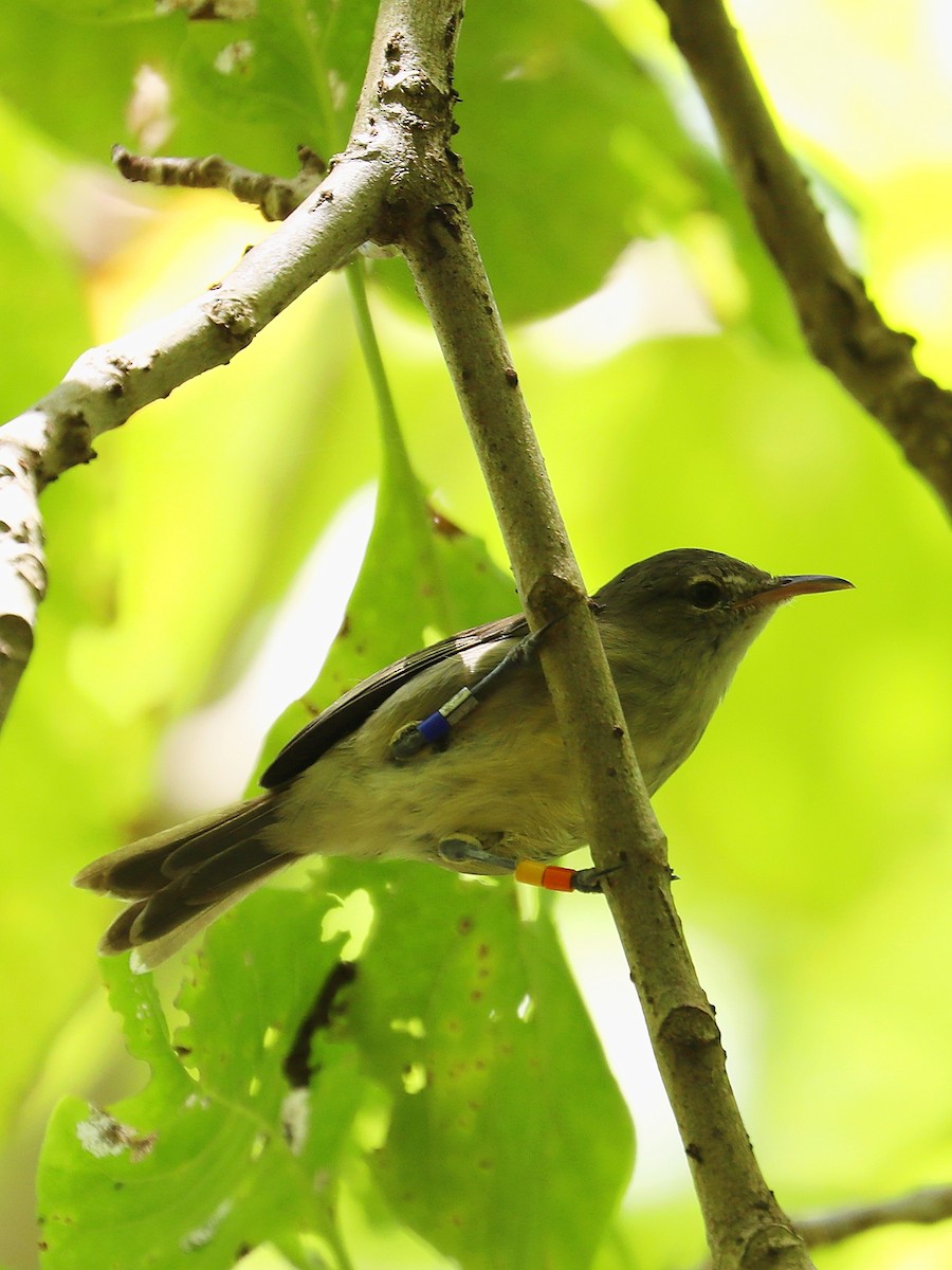 Seychelles Warbler - ML623029585