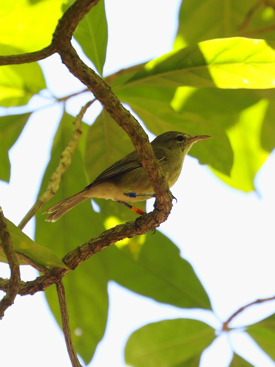 Seychelles Warbler - ML623029586