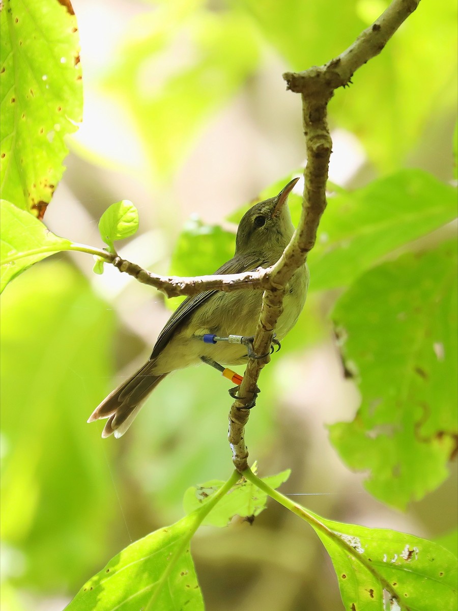 Seychelles Warbler - ML623029587