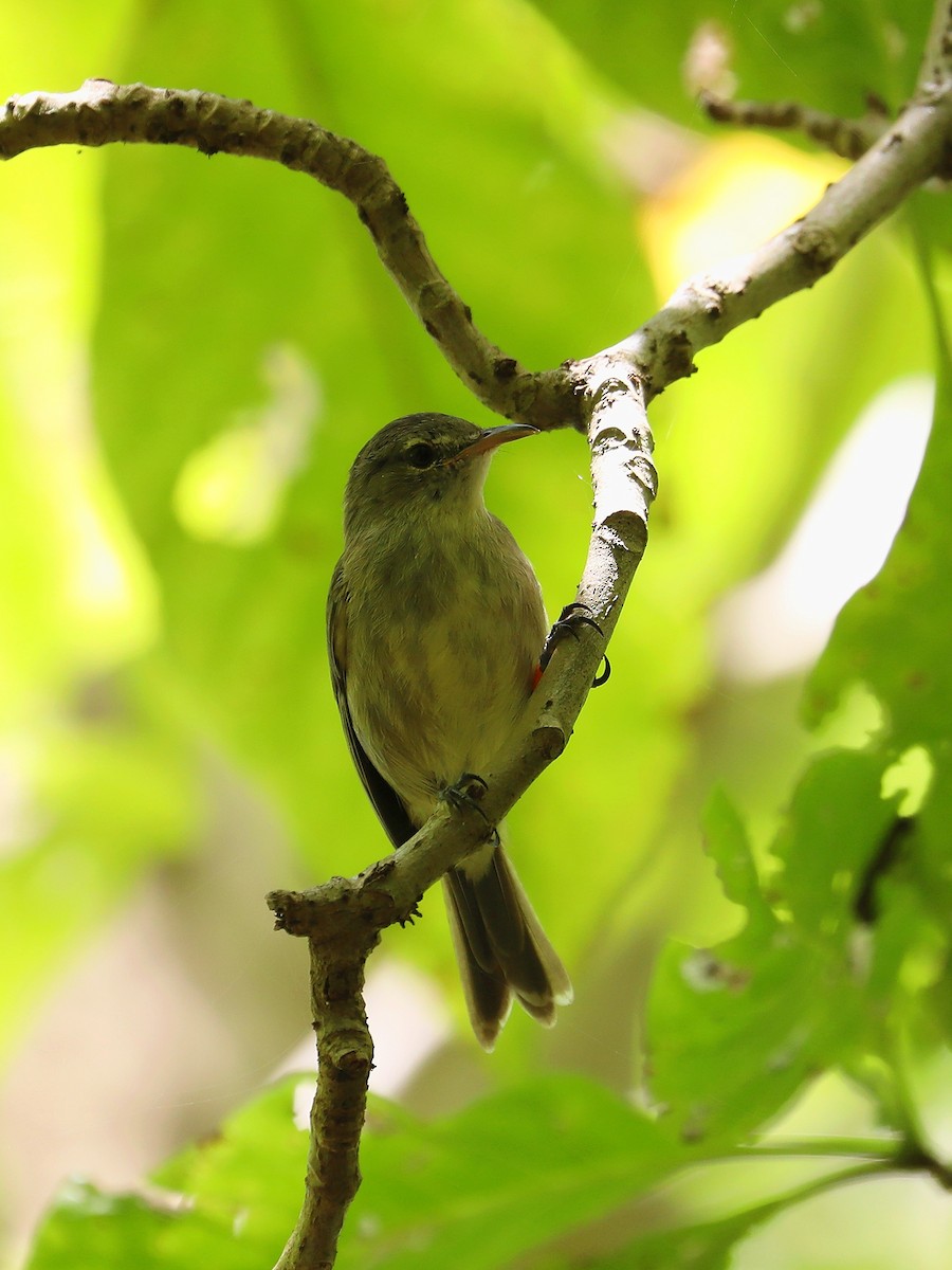 Seychelles Warbler - ML623029588