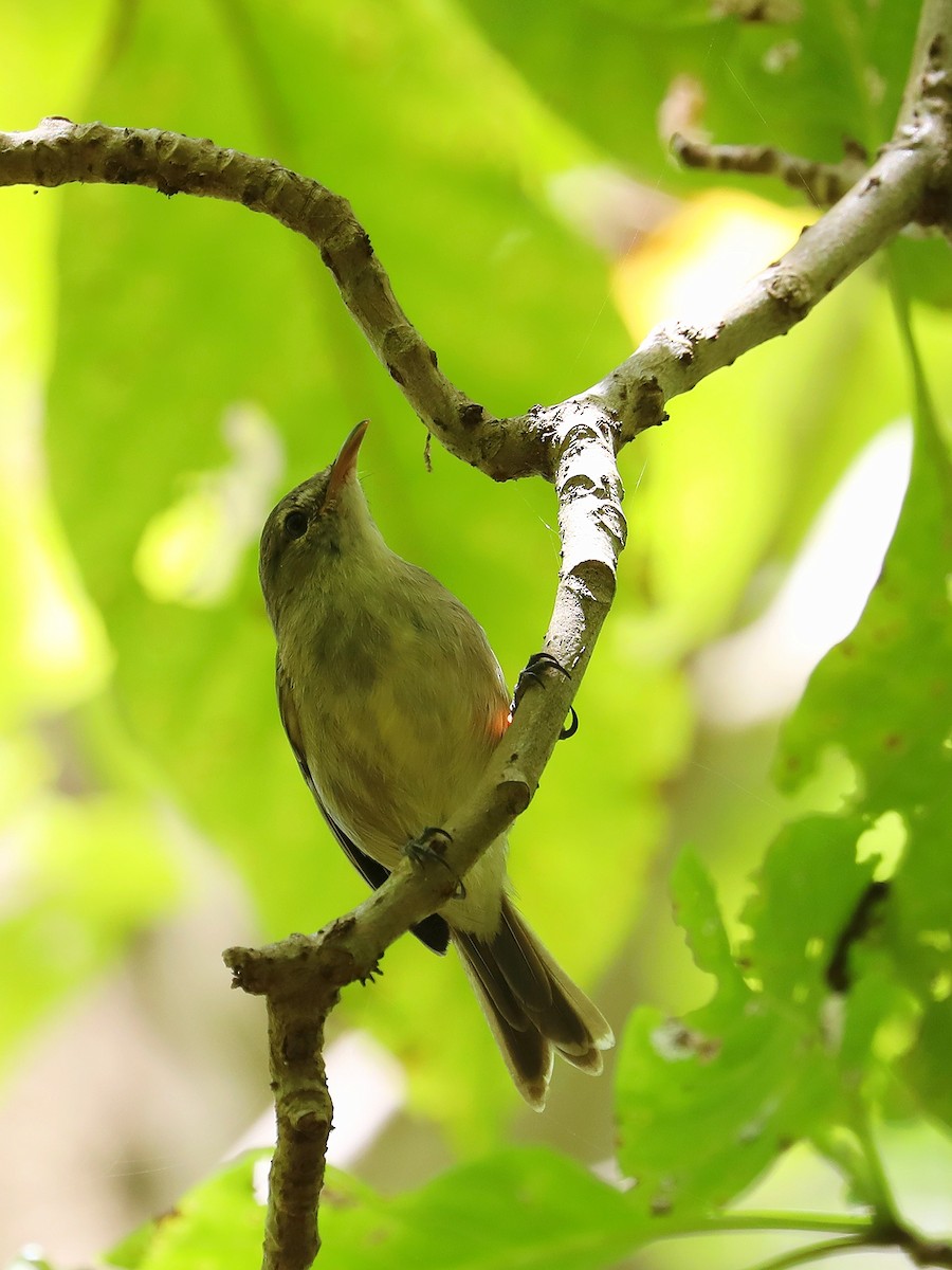 Seychelles Warbler - ML623029589