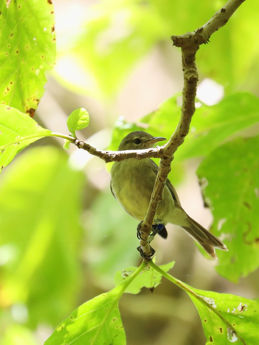 Seychelles Warbler - ML623029590