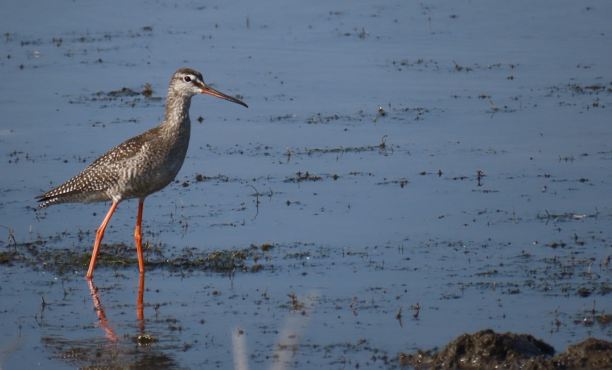 Spotted Redshank - ML623029606