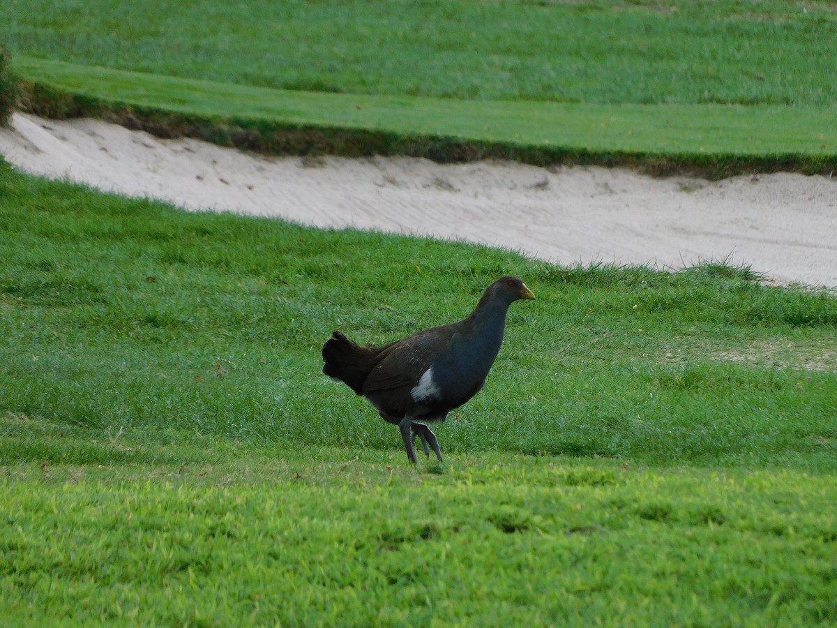 Tasmanian Nativehen - ML623029612