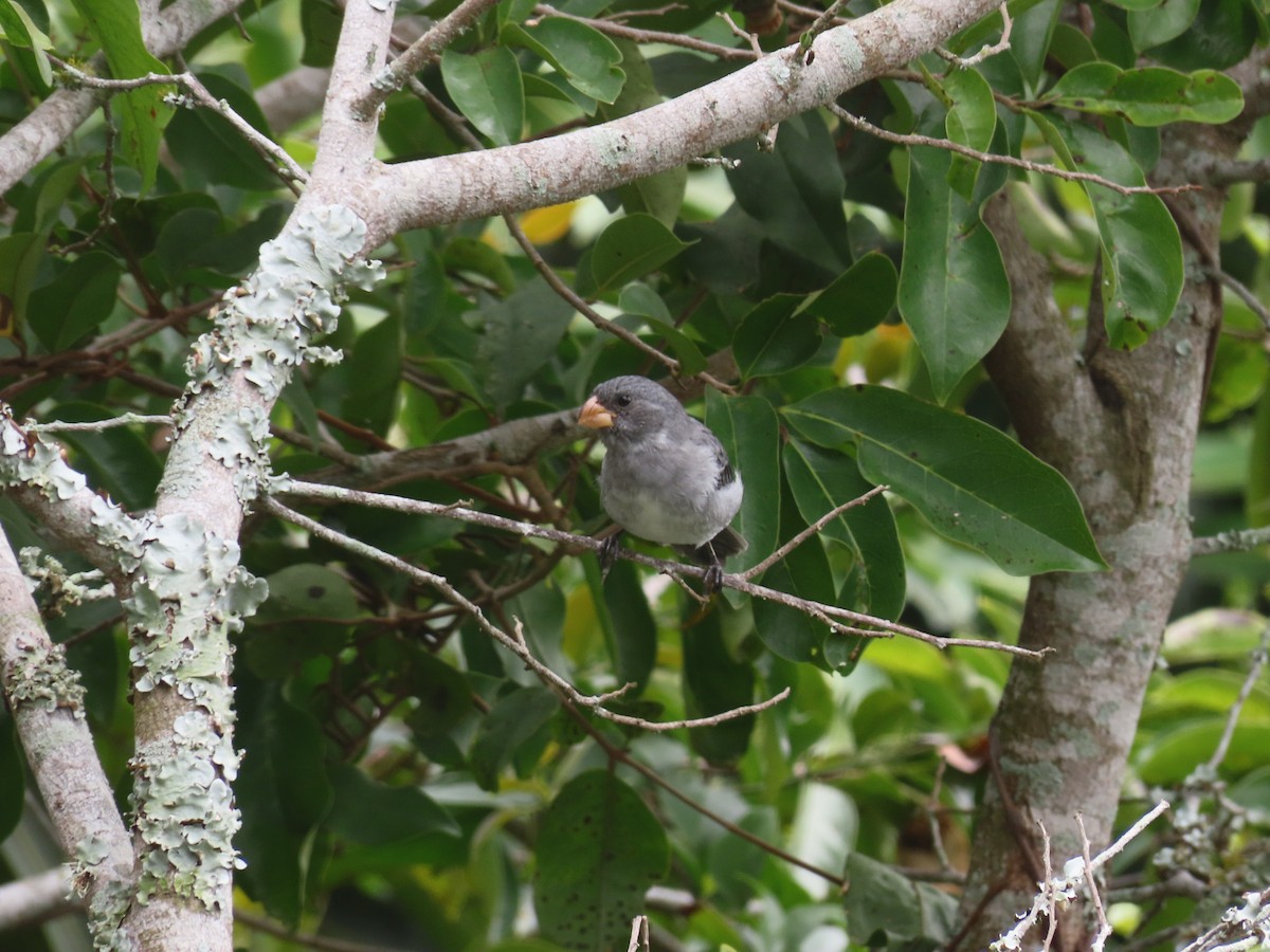 Gray Seedeater - ML623029673