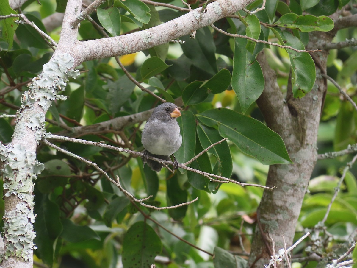 Gray Seedeater - ML623029675