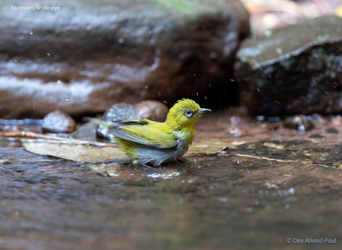 Swinhoe's White-eye - ML623029686