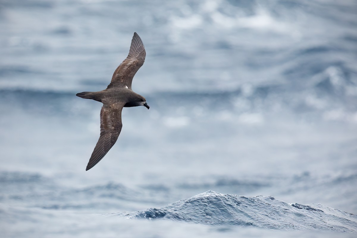 Petrel Carigrís - ML623029744