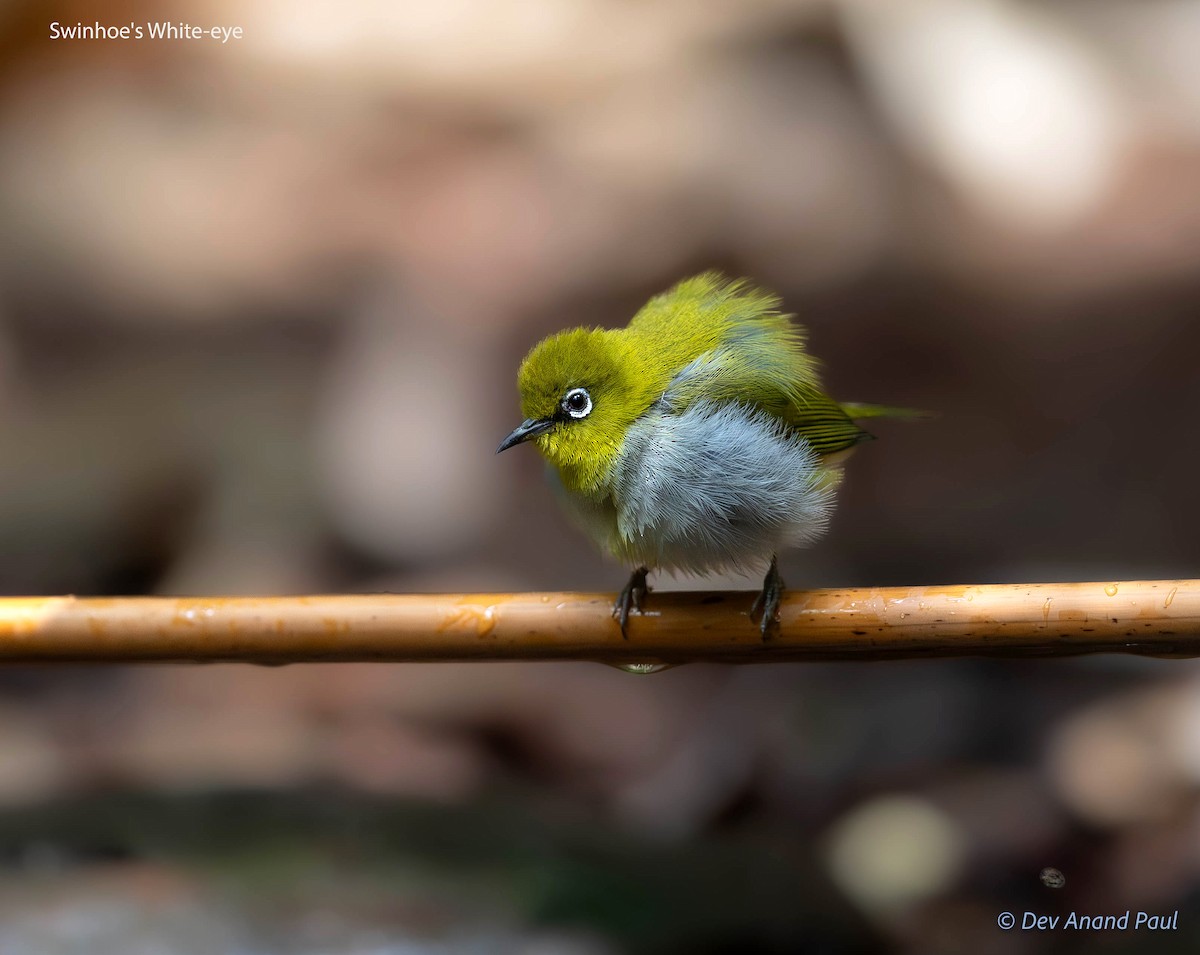 Swinhoe's White-eye - ML623029757