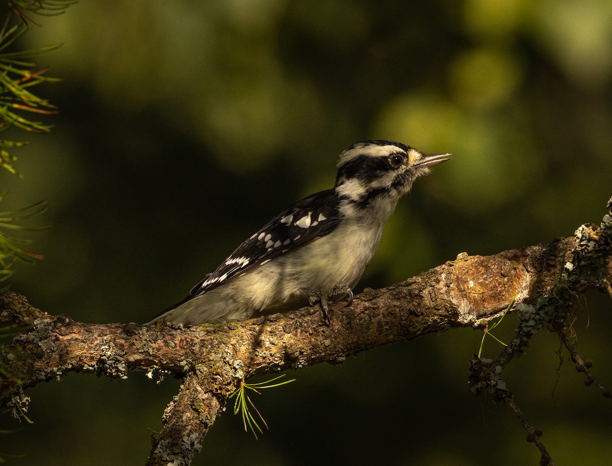 Downy Woodpecker - ML623029786