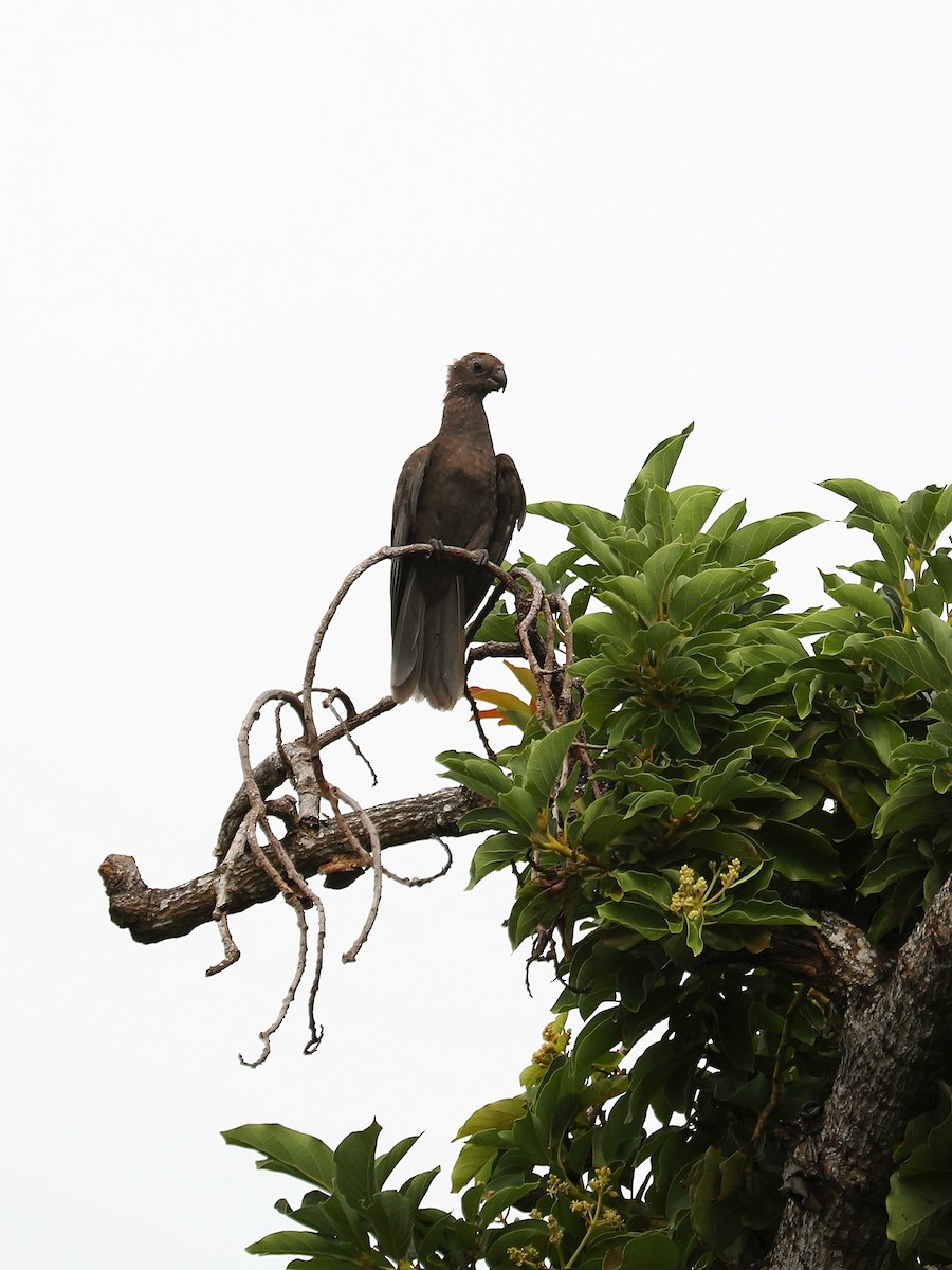 Seychelles Parrot - ML623029881