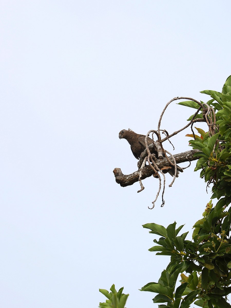 Seychelles Parrot - ML623029883