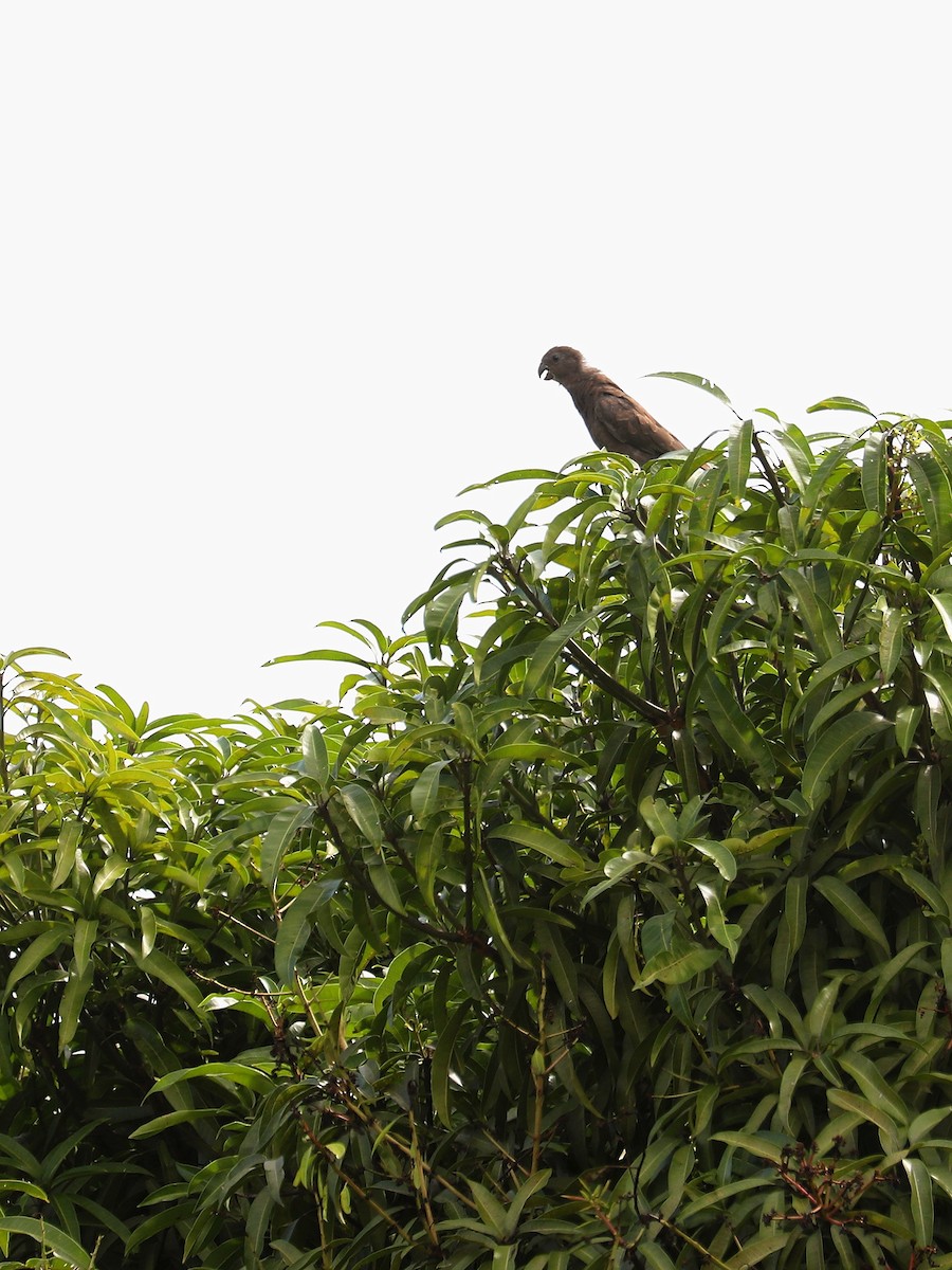 Seychelles Parrot - ML623029884