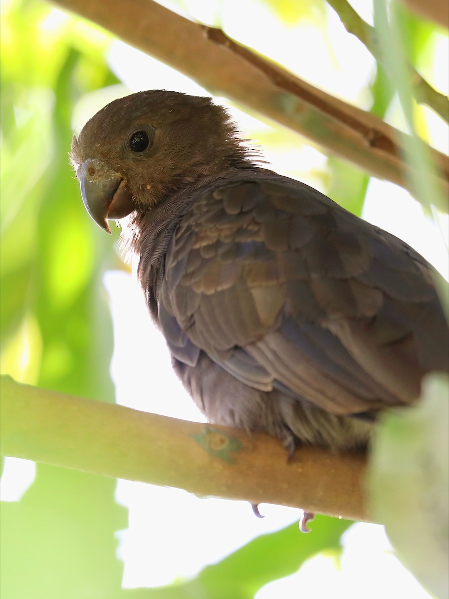 Seychelles Parrot - ML623029885