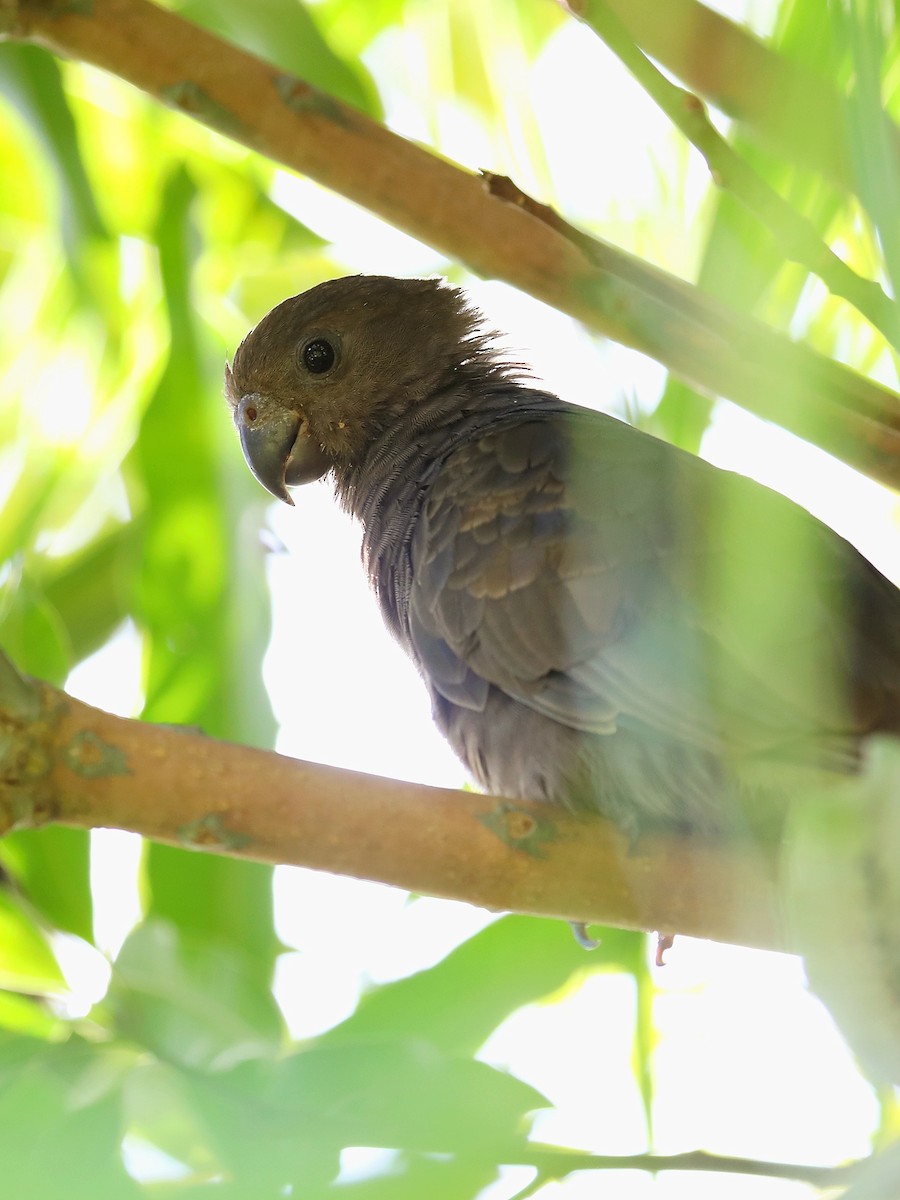 Seychelles Parrot - ML623029886