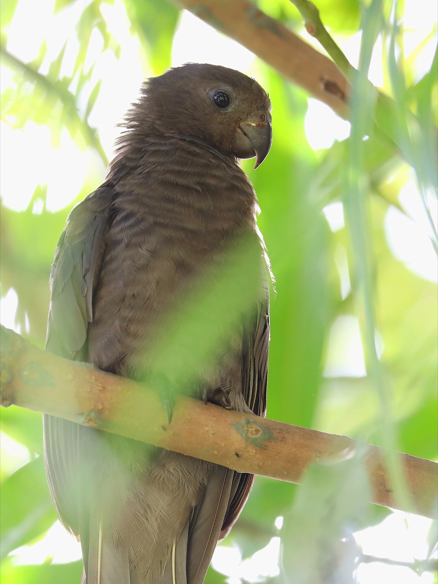 Seychelles Parrot - ML623029887