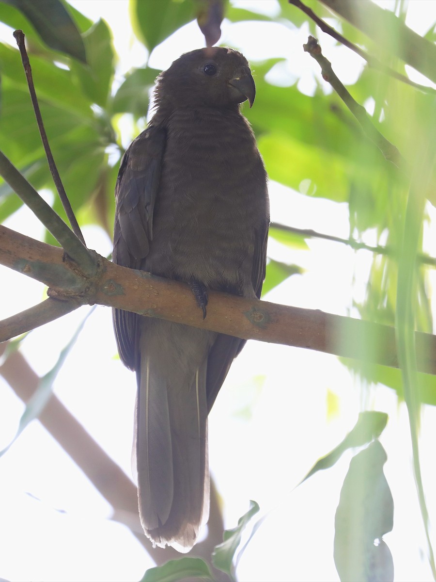 Seychelles Parrot - ML623029889