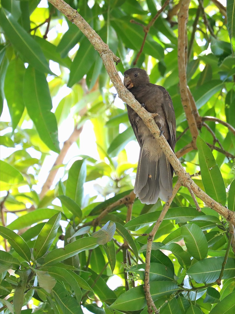 Seychelles Parrot - ML623029890