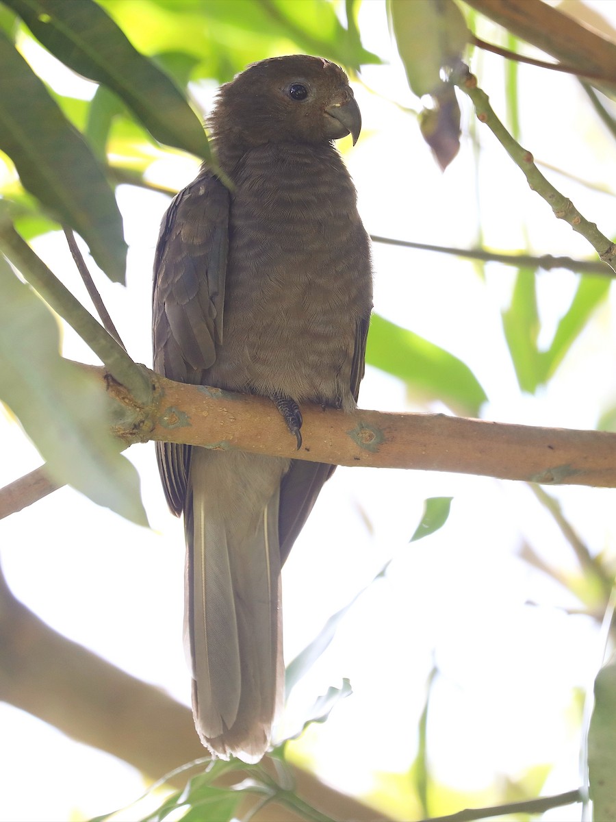 Seychelles Parrot - ML623029891