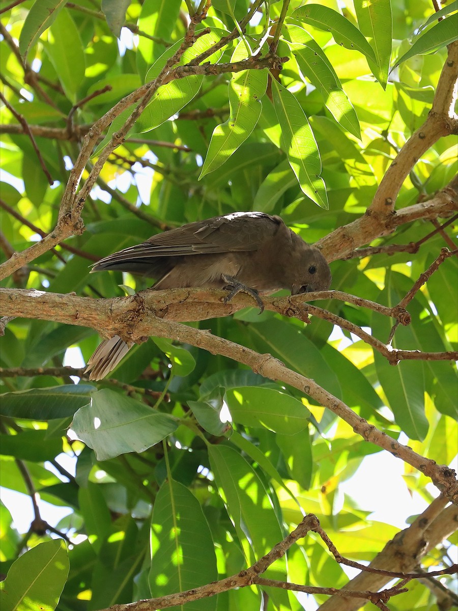 Seychelles Parrot - ML623029893