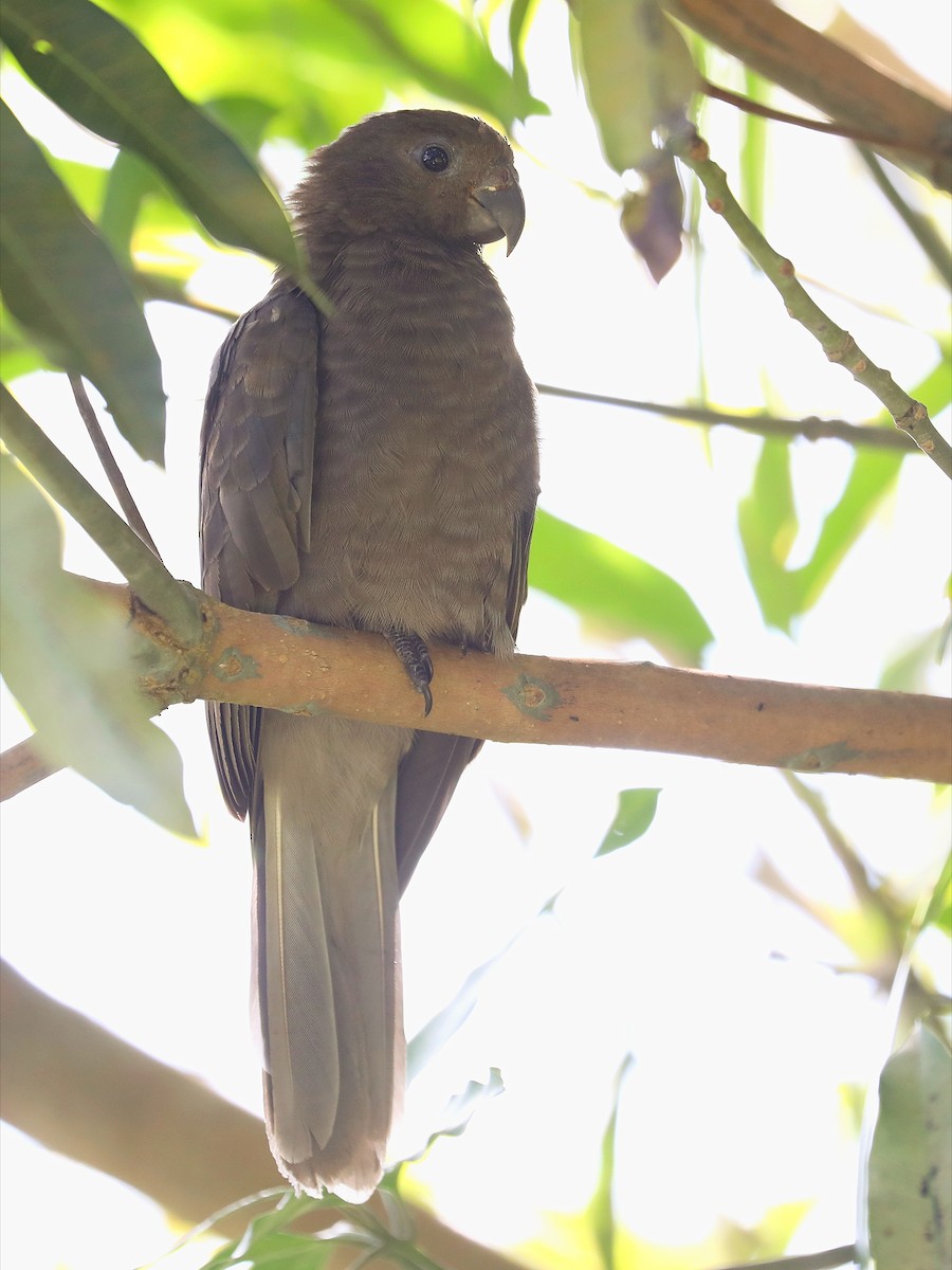 Seychelles Parrot - ML623029894