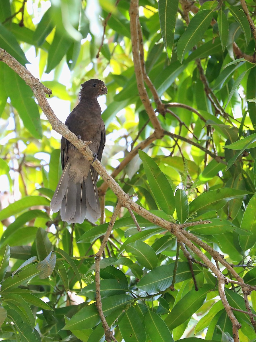 Seychelles Parrot - ML623029896