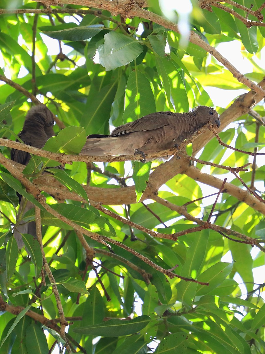 Seychelles Parrot - ML623029897