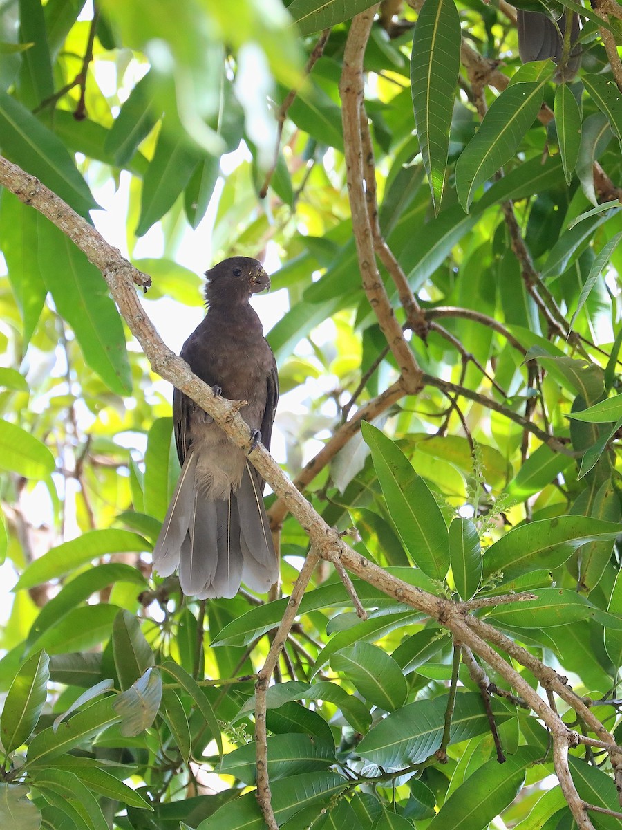 Seychelles Parrot - ML623029898