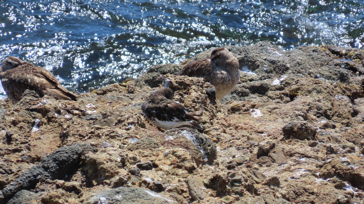 Black Turnstone - ML623029912