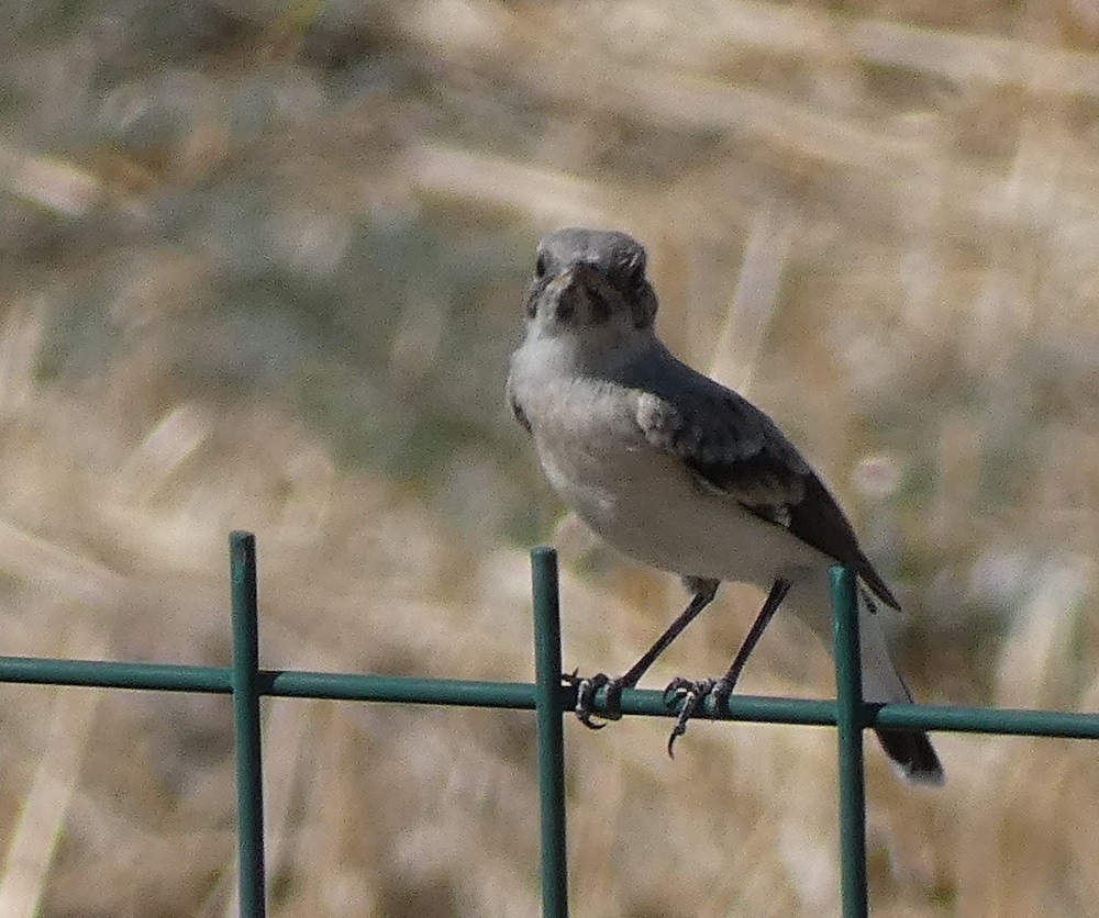 Finsch's Wheatear - ML623029943