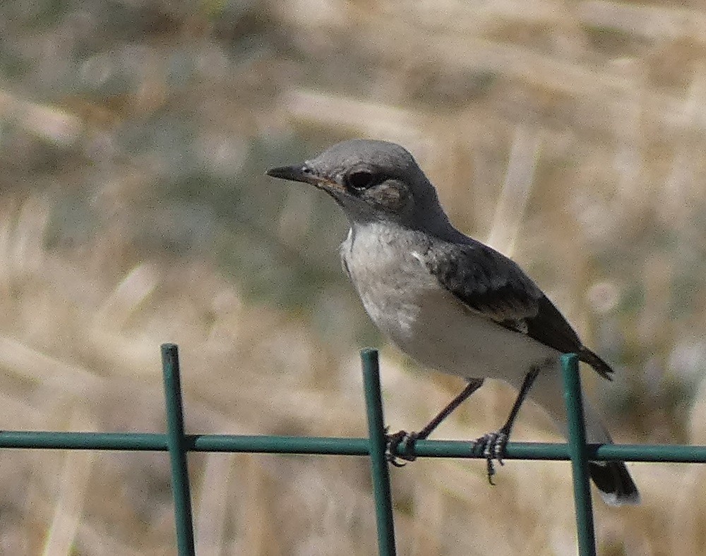 Finsch's Wheatear - ML623029947