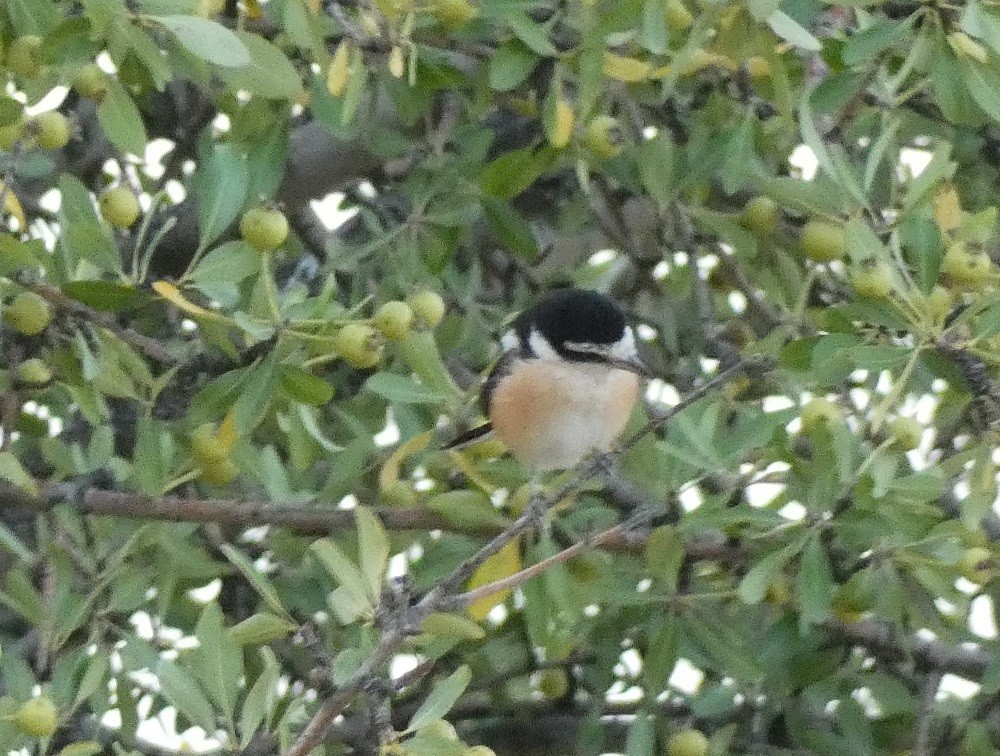 Masked Shrike - ML623029949