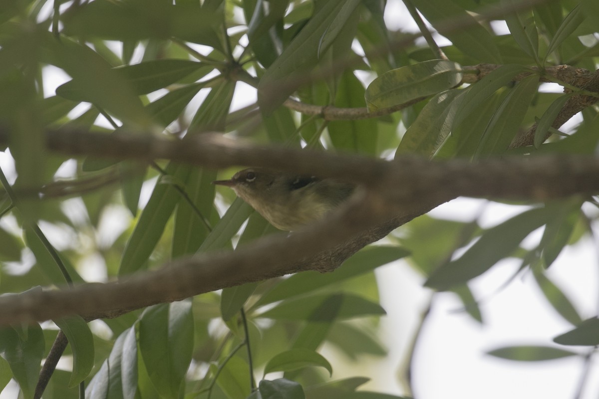 Tropical Scrubwren - ML623029957