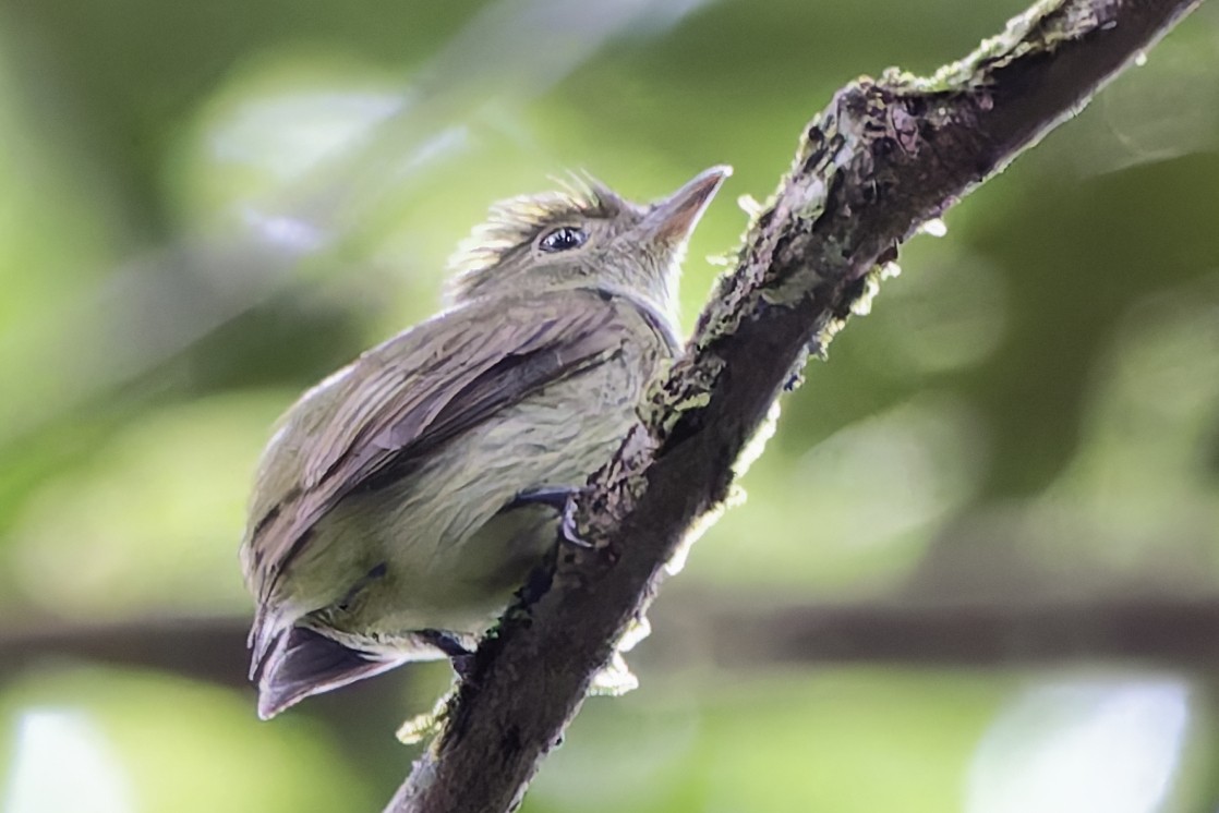 Tiny Tyrant-Manakin - ML623030038