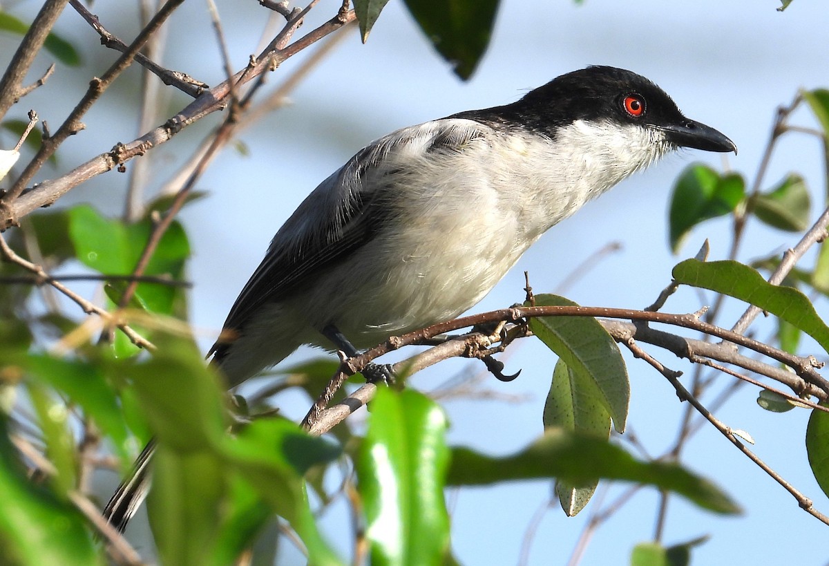 Northern Puffback - ML623030057