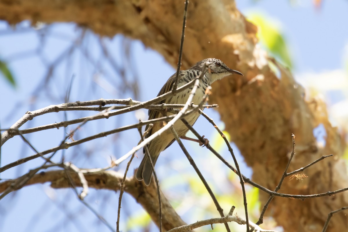 Bar-breasted Honeyeater - ML623030061