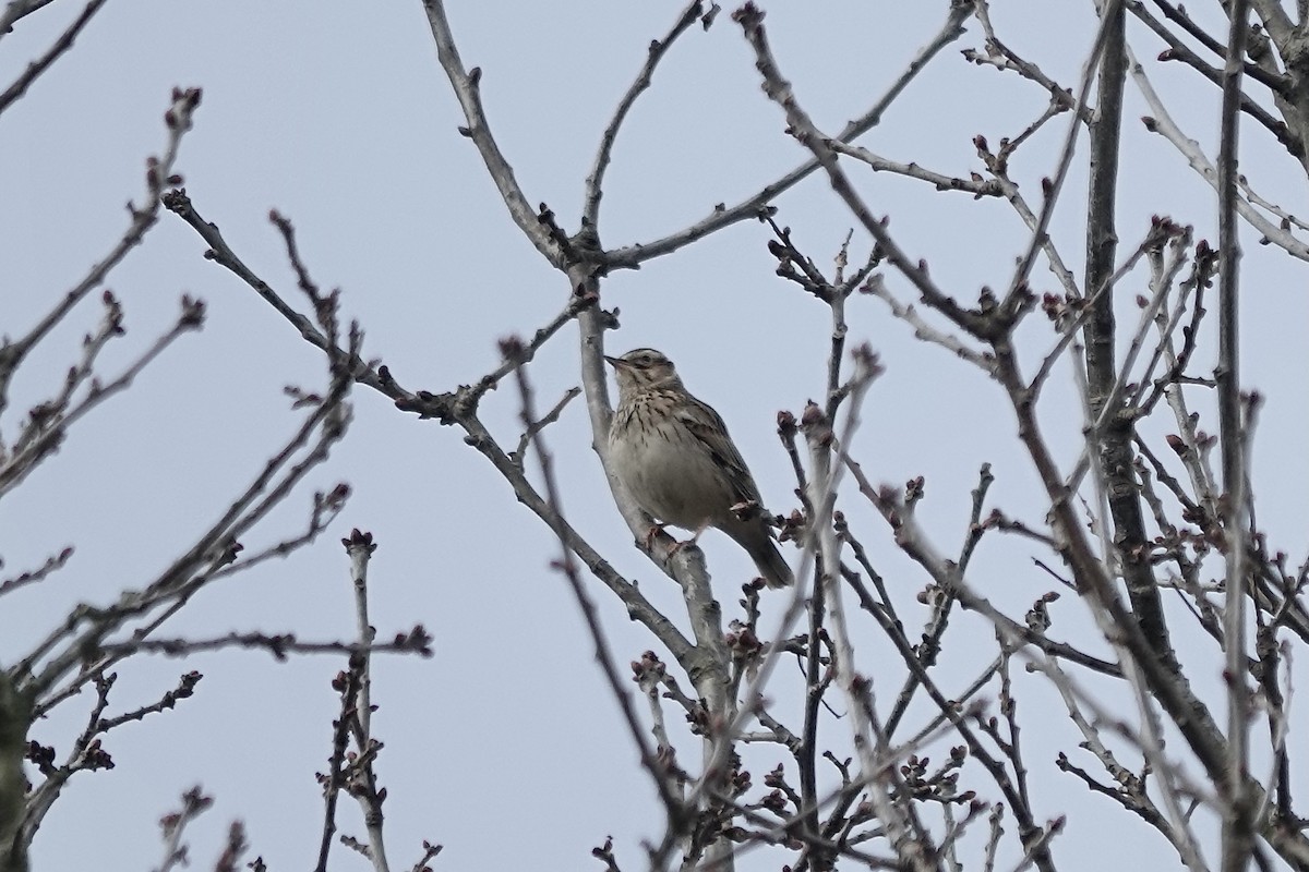 Wood Lark - ML623030184