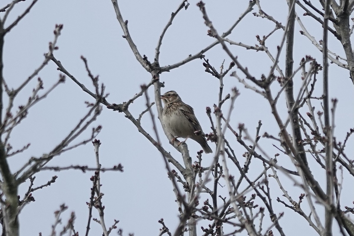 Wood Lark - ML623030189