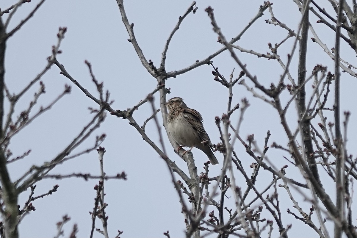 Wood Lark - Simon Pearce