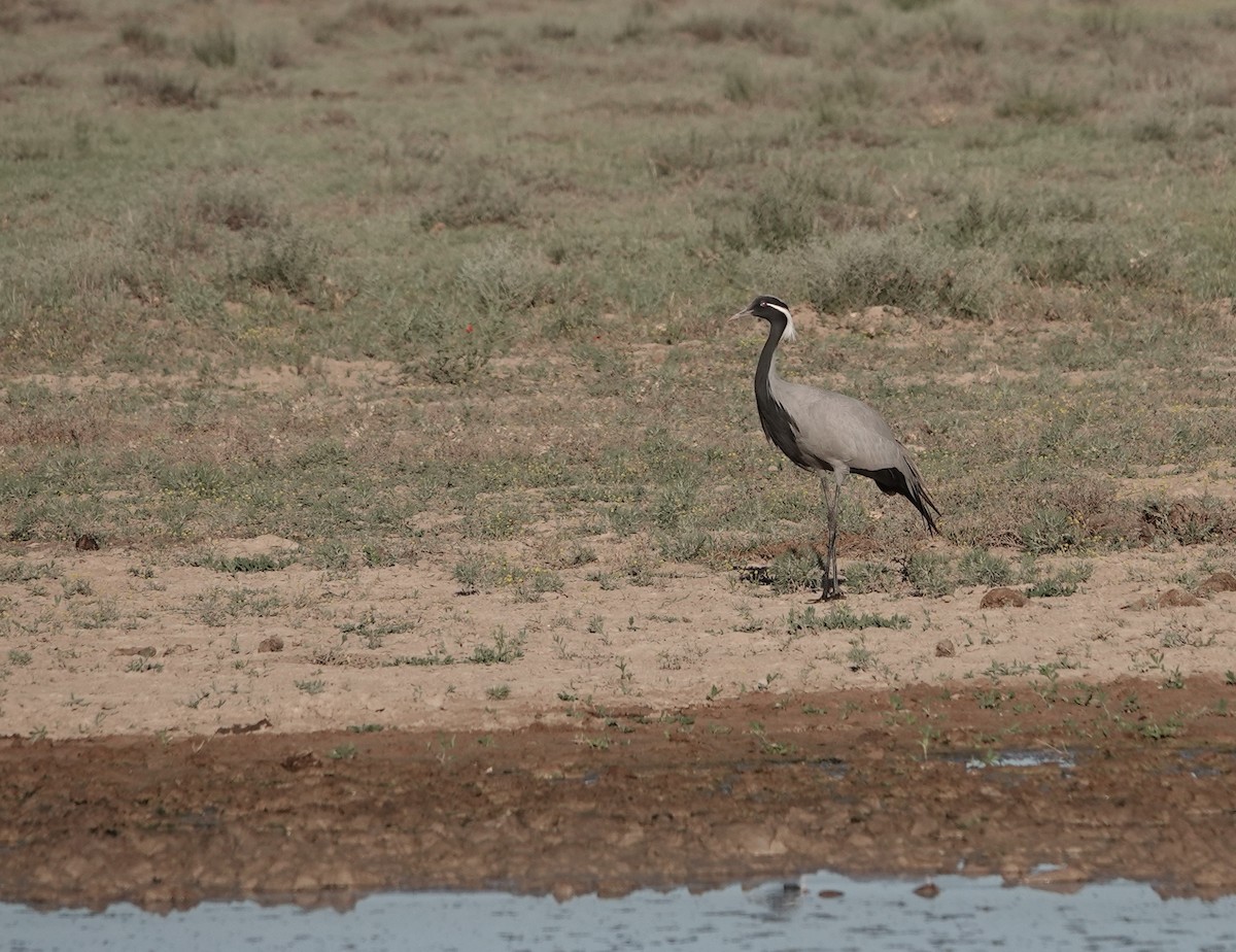 Demoiselle Crane - ML623030286