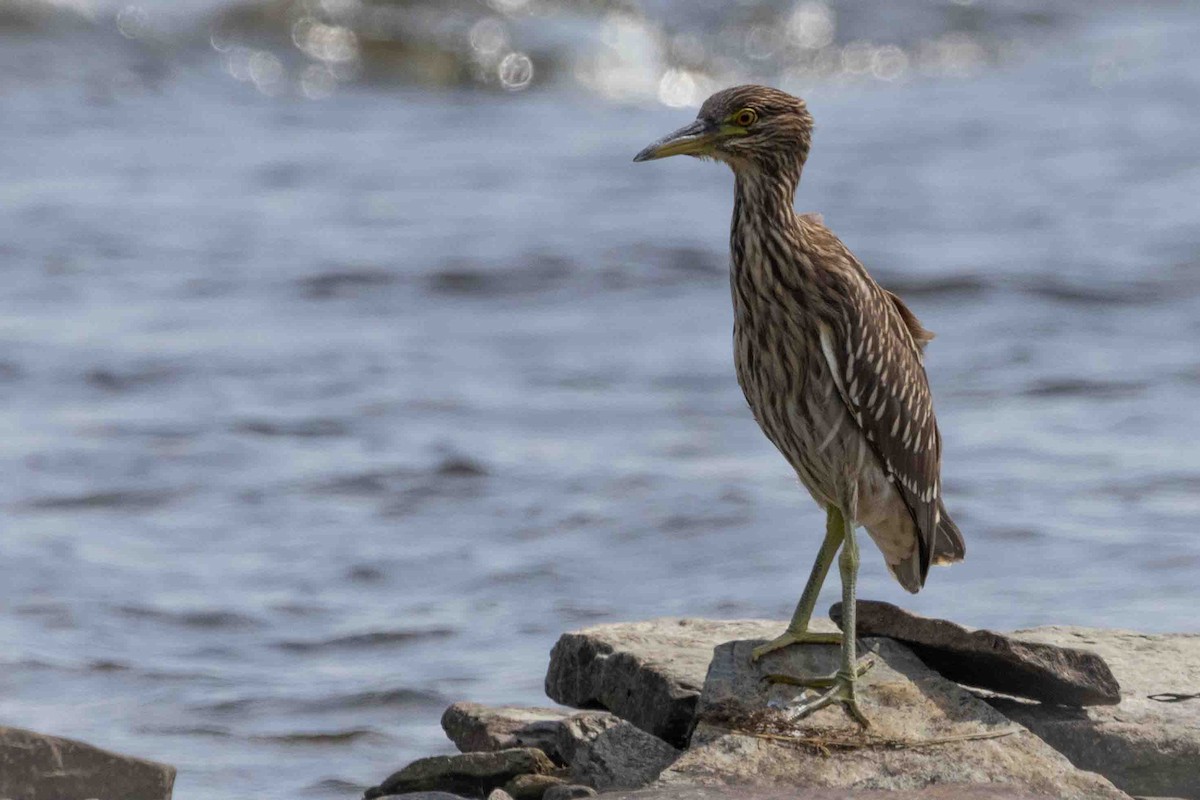 Black-crowned Night Heron - ML623030290